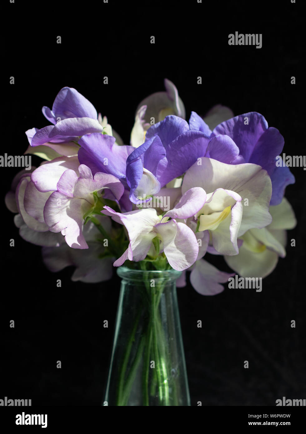Un petit arrangement lâche de pois sucré mixte dans les tons de blanc et violet contre un fond texturé noir Banque D'Images