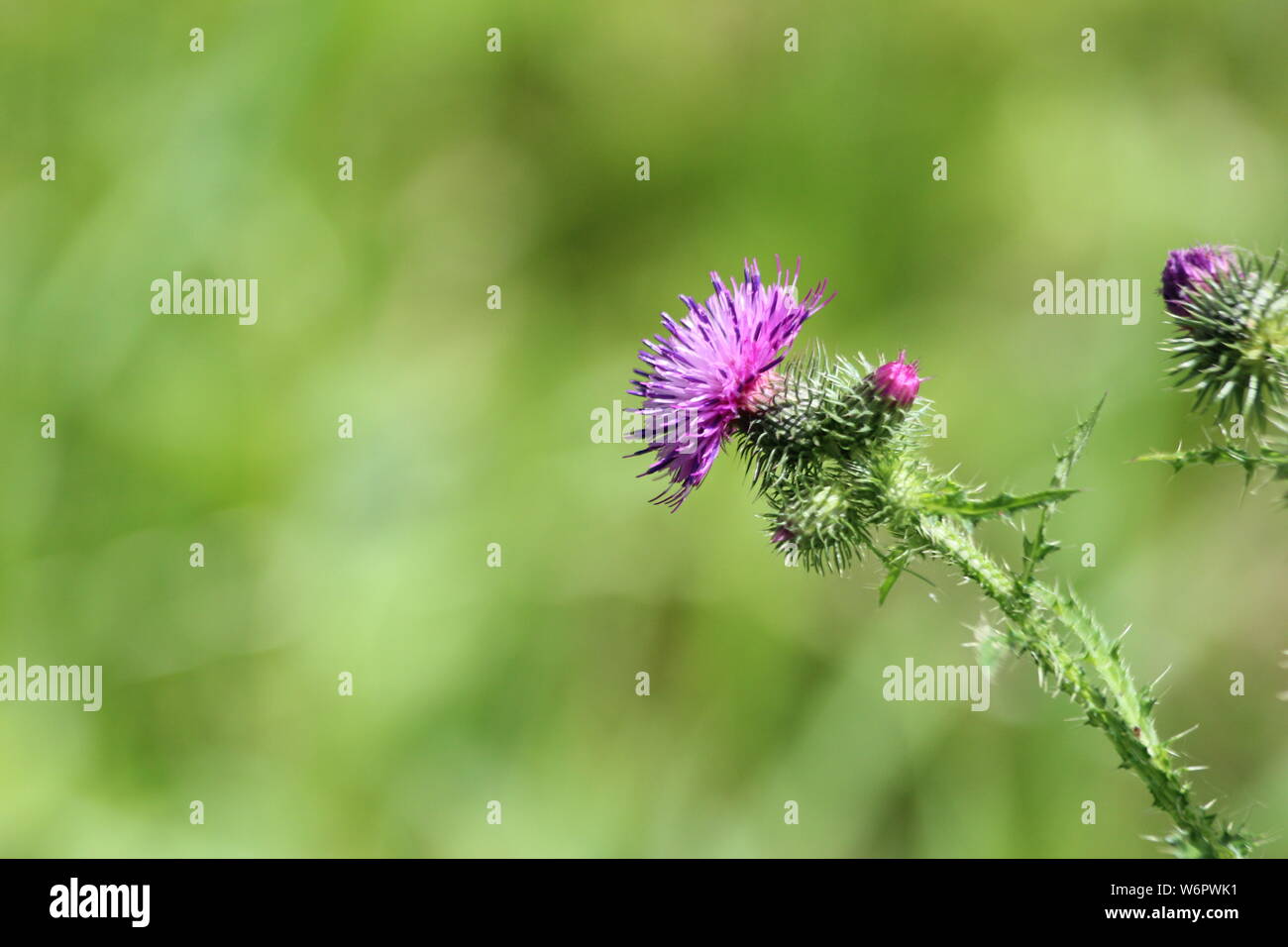 Fleurs de mauve le chardon sauvage plante en Hitland Parc aux Pays-Bas  Photo Stock - Alamy