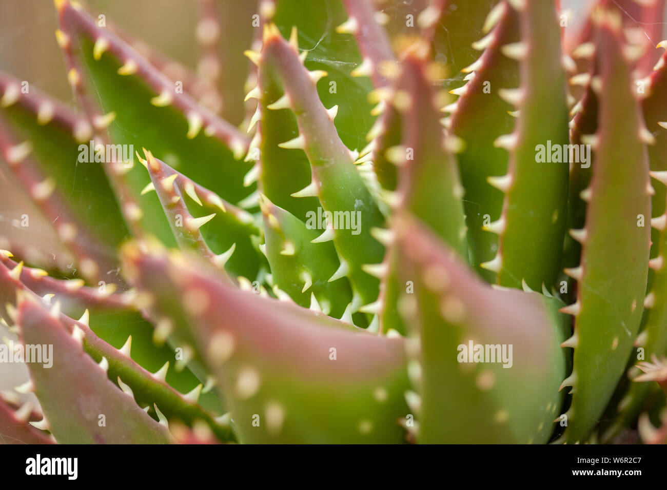 Flesgy épais de feuilles macro fond naturel des plantes succulentes Banque D'Images