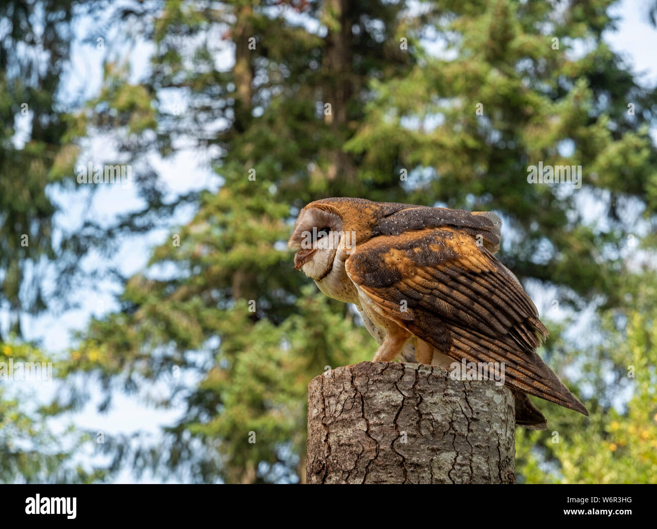 Barn Owl perché et accroupi sur une souche d'arbre avec de la viande dans son bec et un fond de forêt Banque D'Images