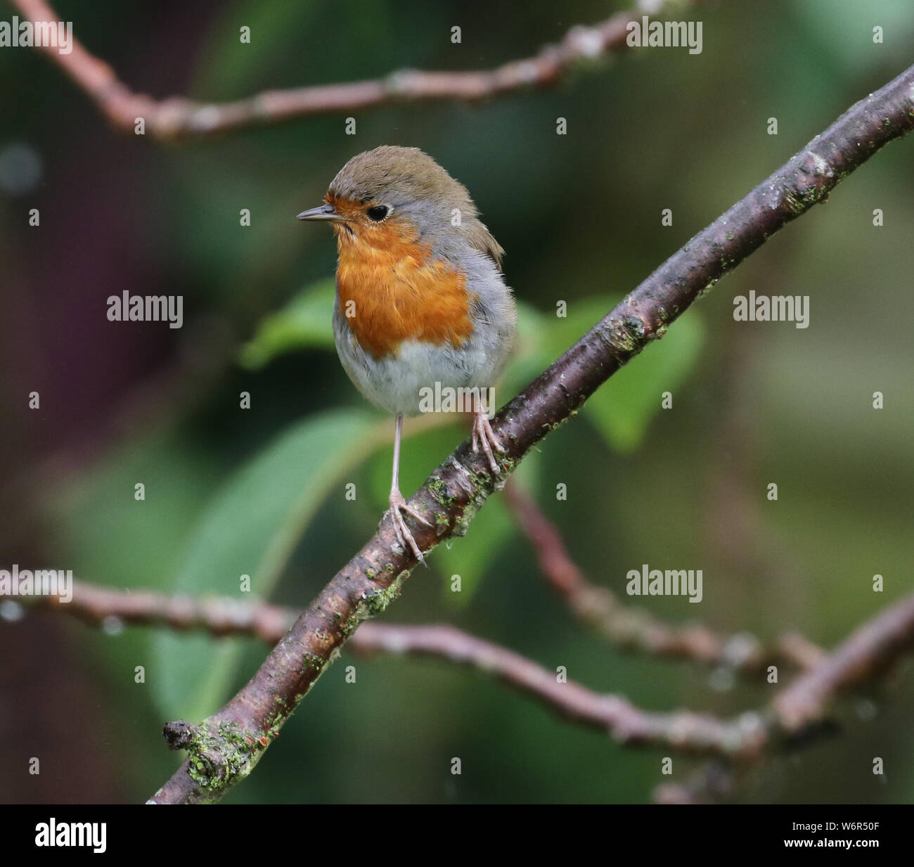 Robin adulte Banque de photographies et d’images à haute résolution - Alamy