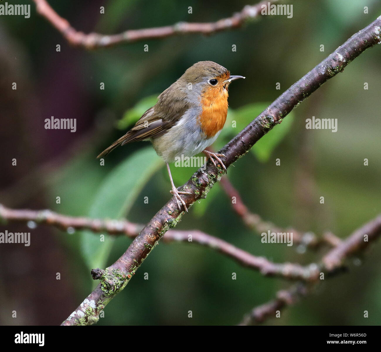 Robin adulte Banque de photographies et d’images à haute résolution - Alamy