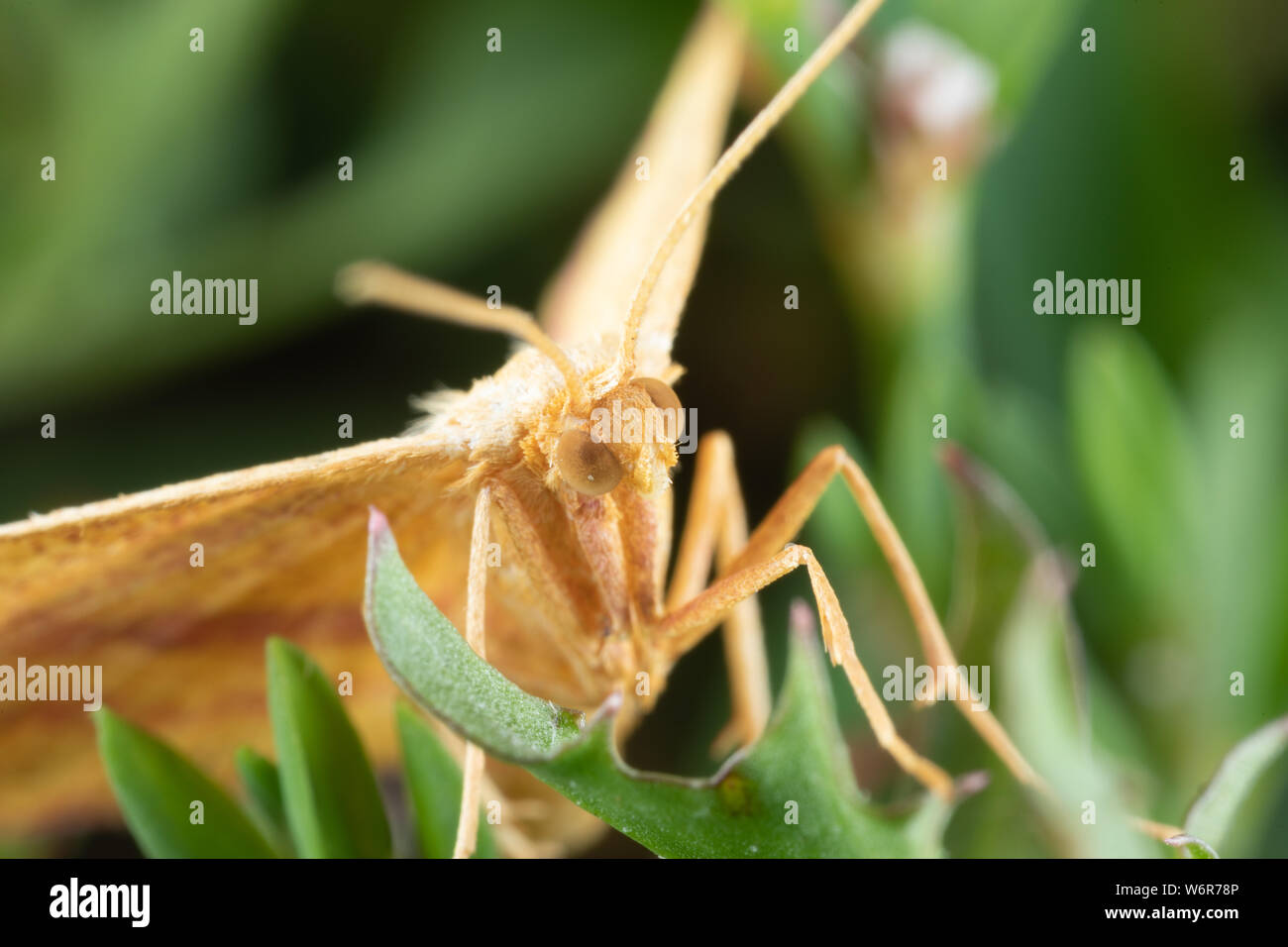 Un mignon petit Mouron Geometer Espèce Haematopis grataria - dans l'herbe Banque D'Images