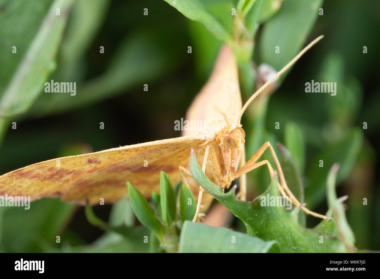 Un mignon petit Mouron Geometer Espèce Haematopis grataria - dans l'herbe Banque D'Images