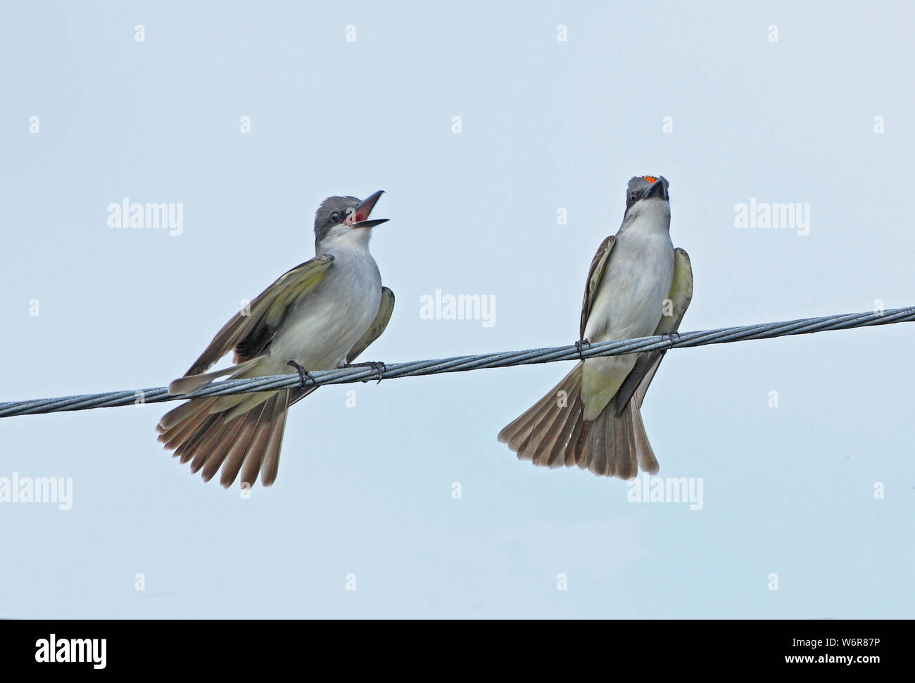 Tyran tritri (Tyrannus dominicensis grey dominicensis) paire perché sur ligne à haute tension affichage Linstead, Jamaïque Avril Banque D'Images