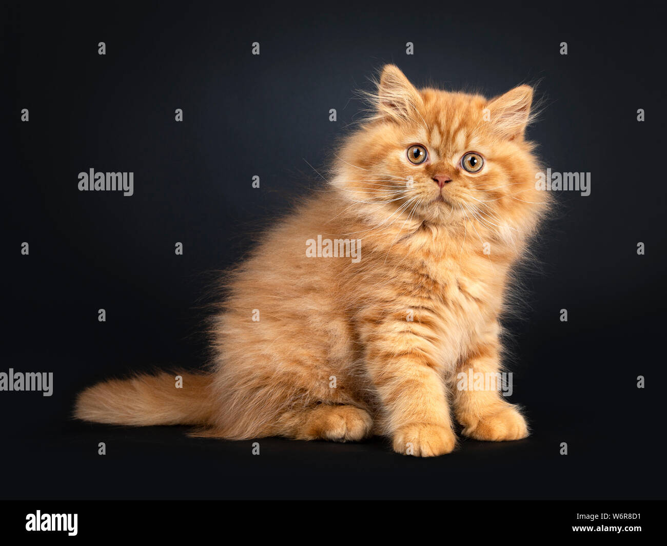 British Longhair cat rouge moelleux chaton, assis sur le côté. Looking at camera avec yeux orange. Isolé sur fond noir. Banque D'Images