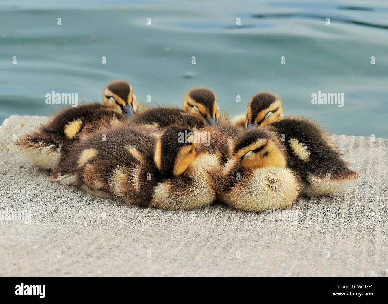 canetons-au-repos-banque-de-photographies-et-d-images-haute