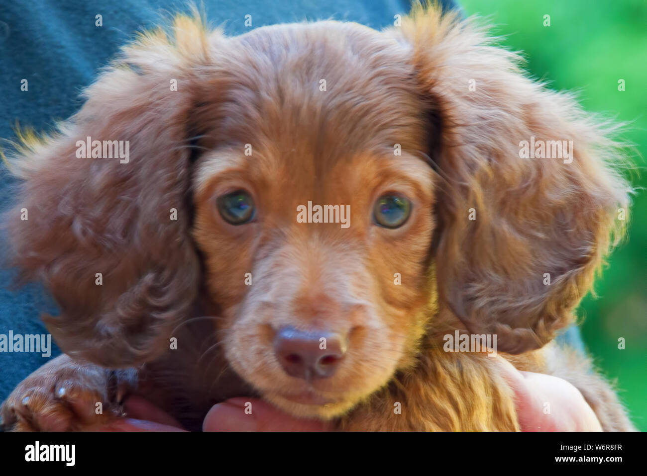 Photographie d'un chocolat, yeux verts, longhair dachshund puppy. Banque D'Images