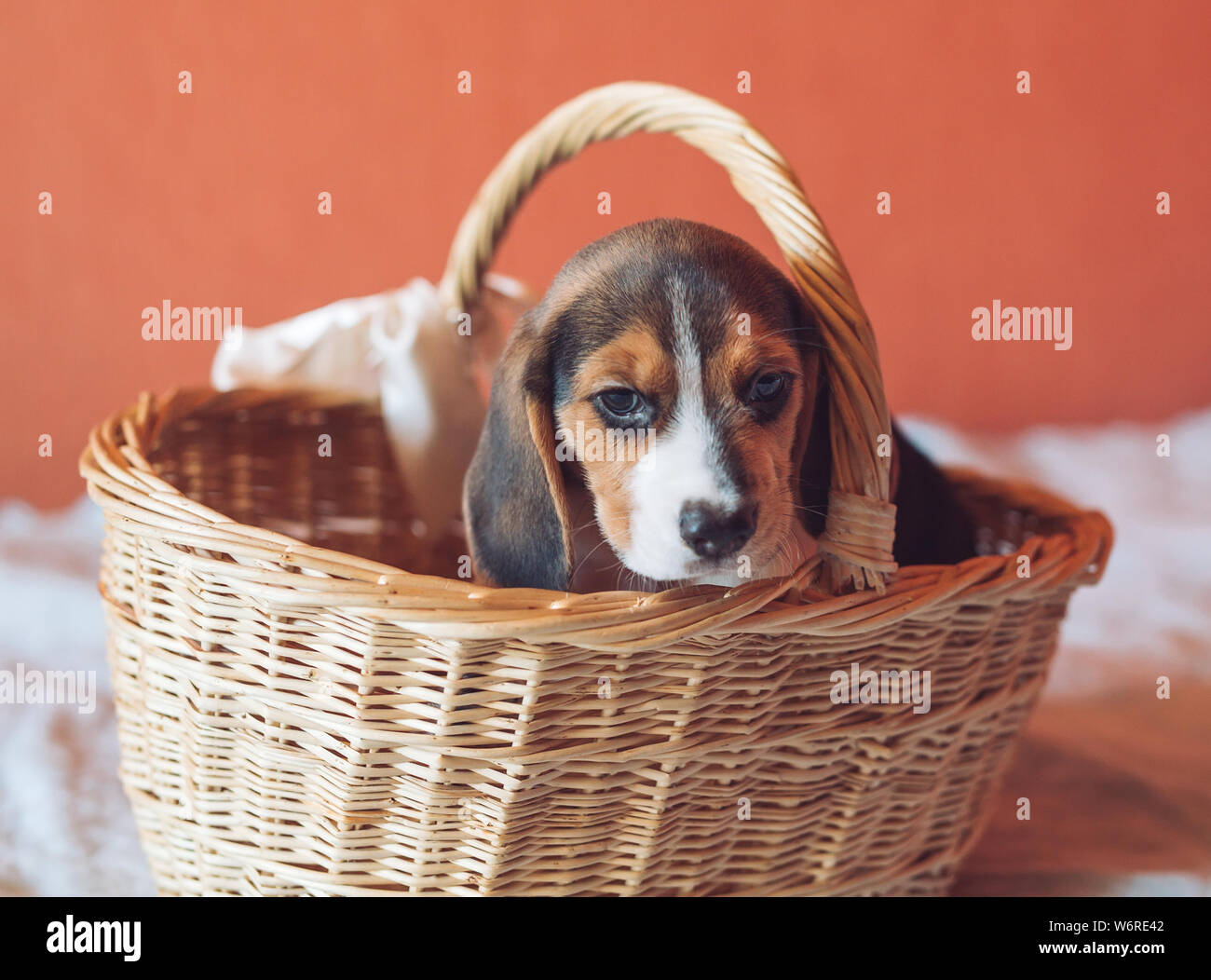 Chiot Beagle dans le panier à la maison Photo Stock - Alamy