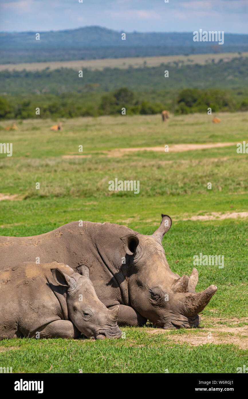Portrait de la faune couleur près de deux rhinocéros noir (Maman et veau) portant sur l'herbage dans jour ensoleillé chaud en orientation portrait. Banque D'Images