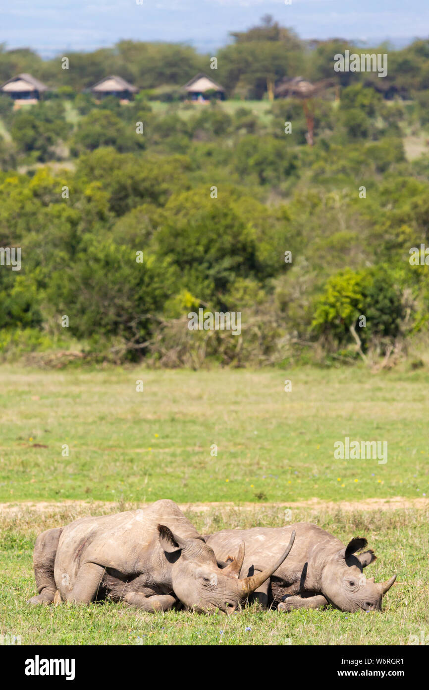 Portrait de la faune couleur deux rhinocéros noir (Maman et veau) portant sur l'herbage dans jour ensoleillé chaud dans le format portrait, prises au Kenya. Banque D'Images