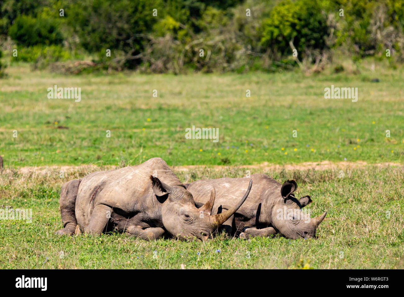 Portrait de la faune couleur deux rhinocéros noir (Maman et veau) portant sur l'herbage dans jour ensoleillé chaud en orientation paysage, prises au Kenya. Banque D'Images