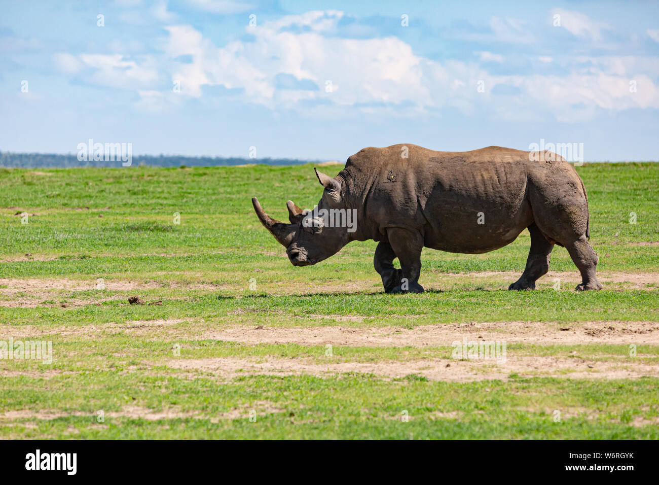 La faune couleur portrait de l'un rhinocéros noir marche à travers lisse de jour ensoleillé chaud en orientation paysage, pris à Ol Pejeta, au Kenya. Banque D'Images
