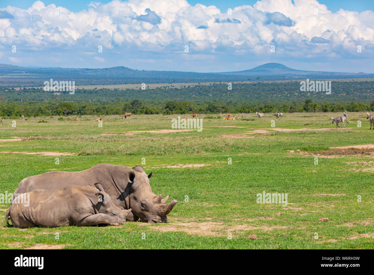 Portrait de la faune couleur avec deux rhinocéros noirs en premier plan (Maman et veau) somnoler sur l'herbage dans jour ensoleillé chaud au Kenya. Banque D'Images