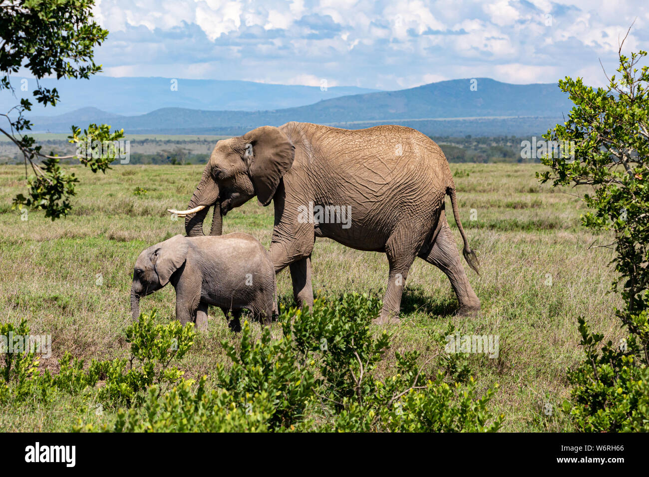 Portrait de deux espèces sauvages couleur éléphant (Maman et veau) Comité permanent au sein de maquis et de l'herbage dans jour ensoleillé chaud en orientation paysage, prises au Kenya. Banque D'Images