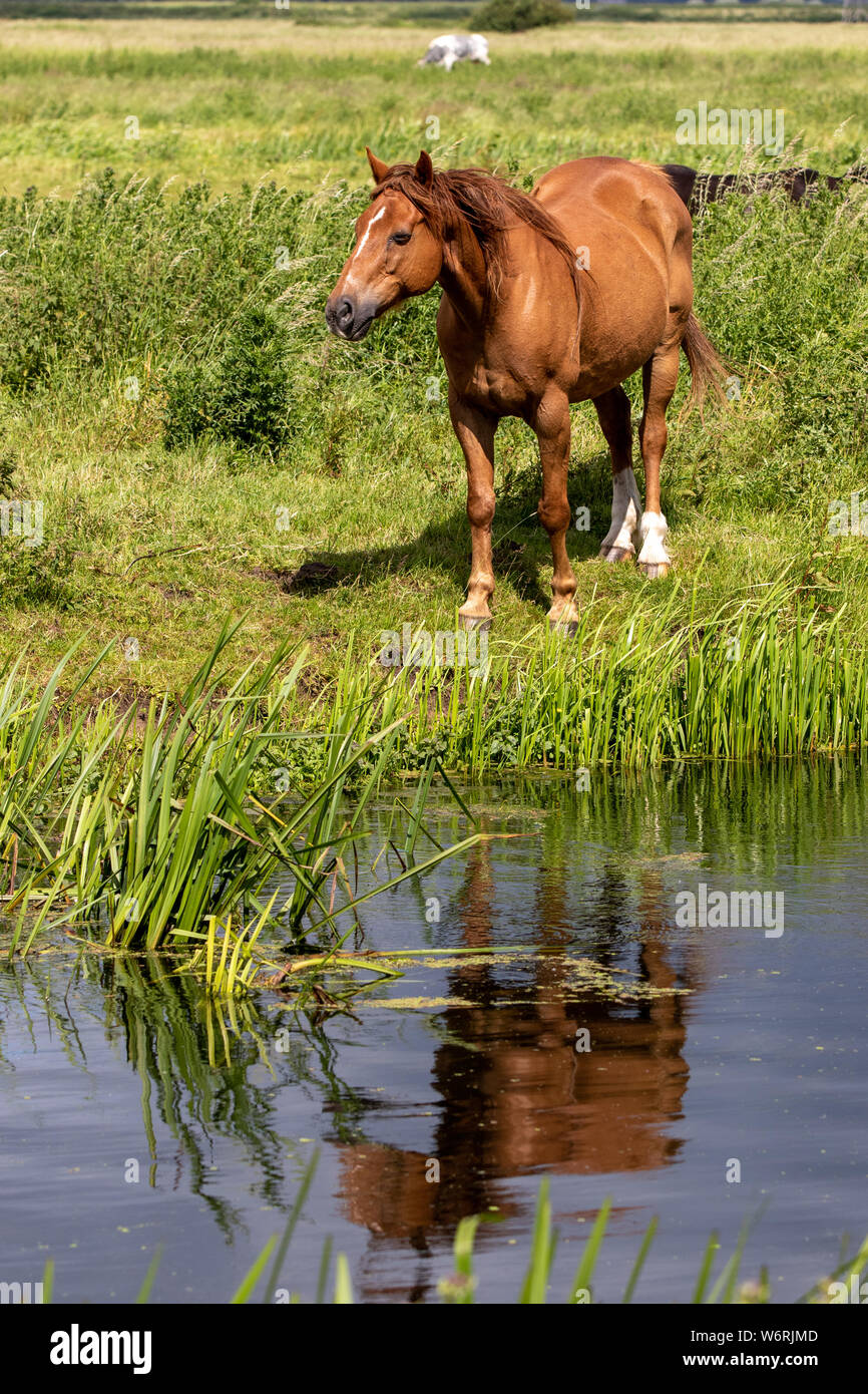 Sur les bords de la rivière à cheval avec la réflexion Banque D'Images