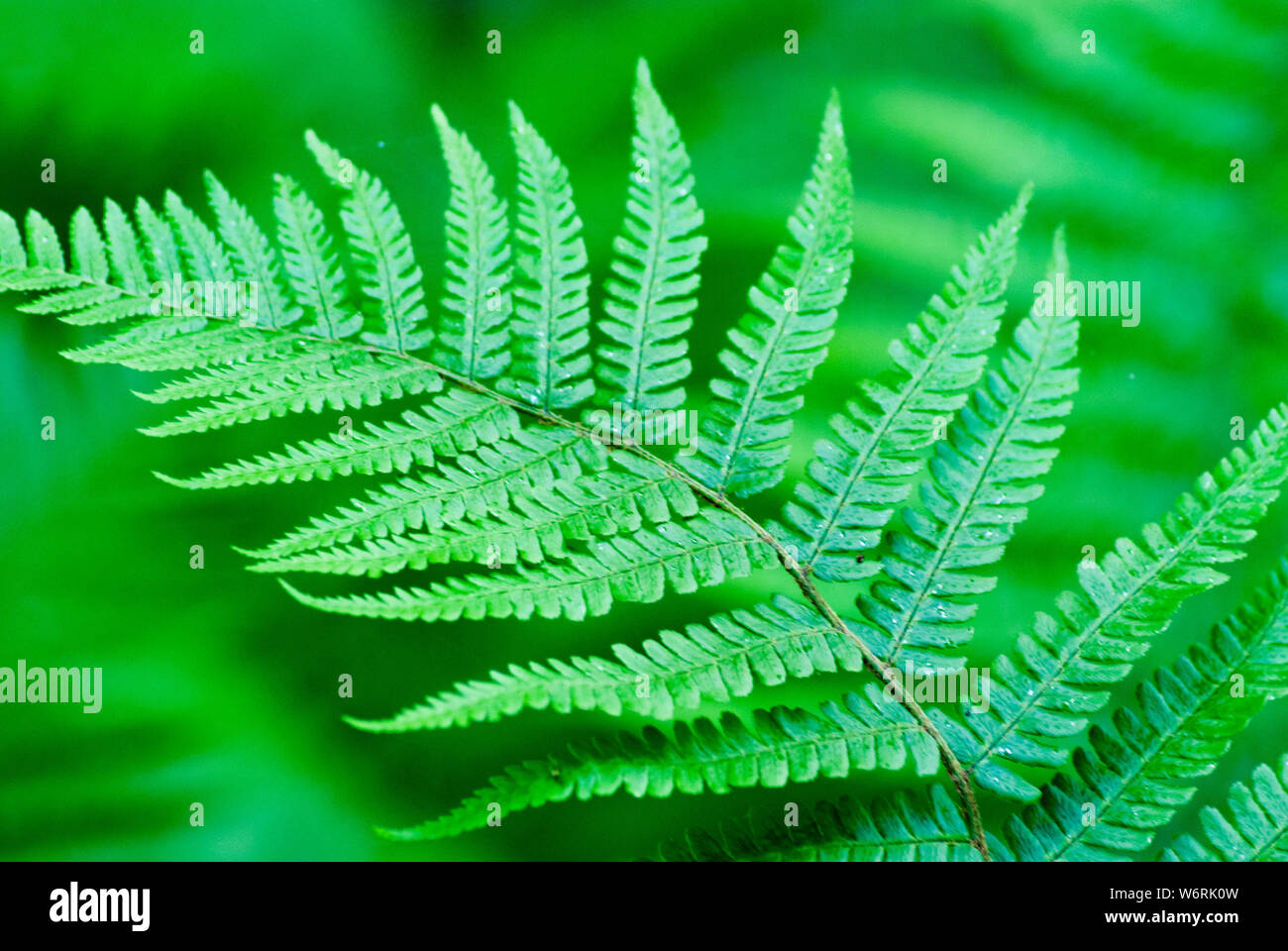 Fougères Banque D'Images