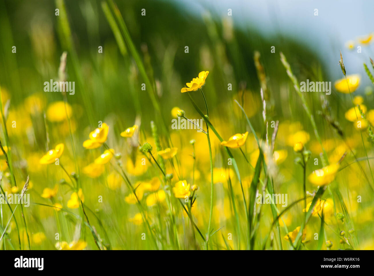 Renoncules Banque D'Images