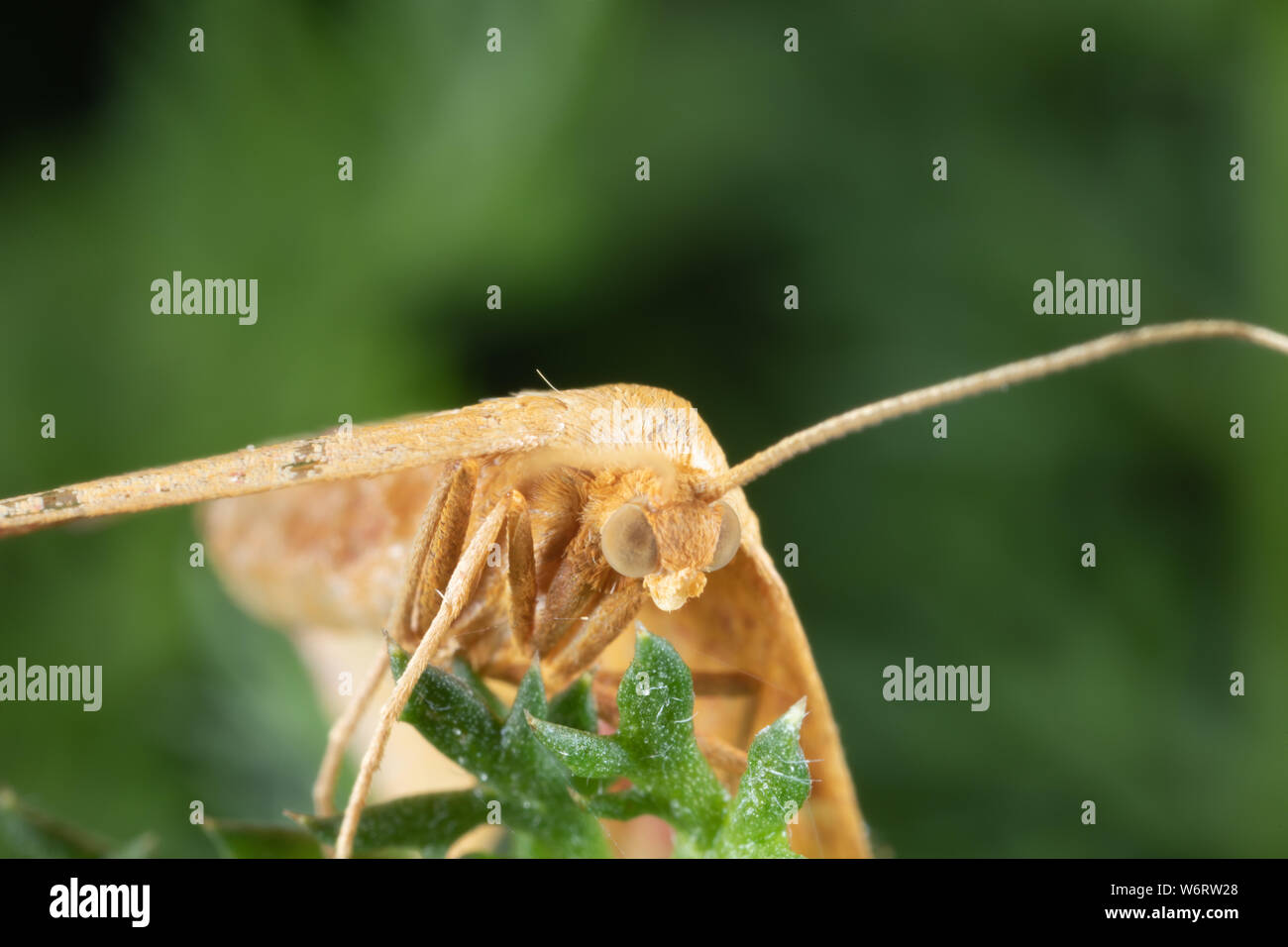 Photo macro d'un géomètre ; ces espèce stellaire sont amusement à photographier car ils flottent loin chaque fois que je m'approche ; une fois de temps en temps ils restent pour une p Banque D'Images