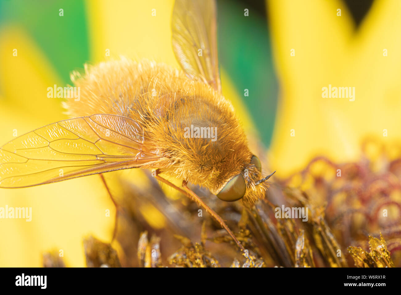 Macro photo d'une â€" beefly au milieu d'un tournesol. Ces bogues sont cool qui volent très vite et ressemblent à de minuscules boules de coton brun Banque D'Images