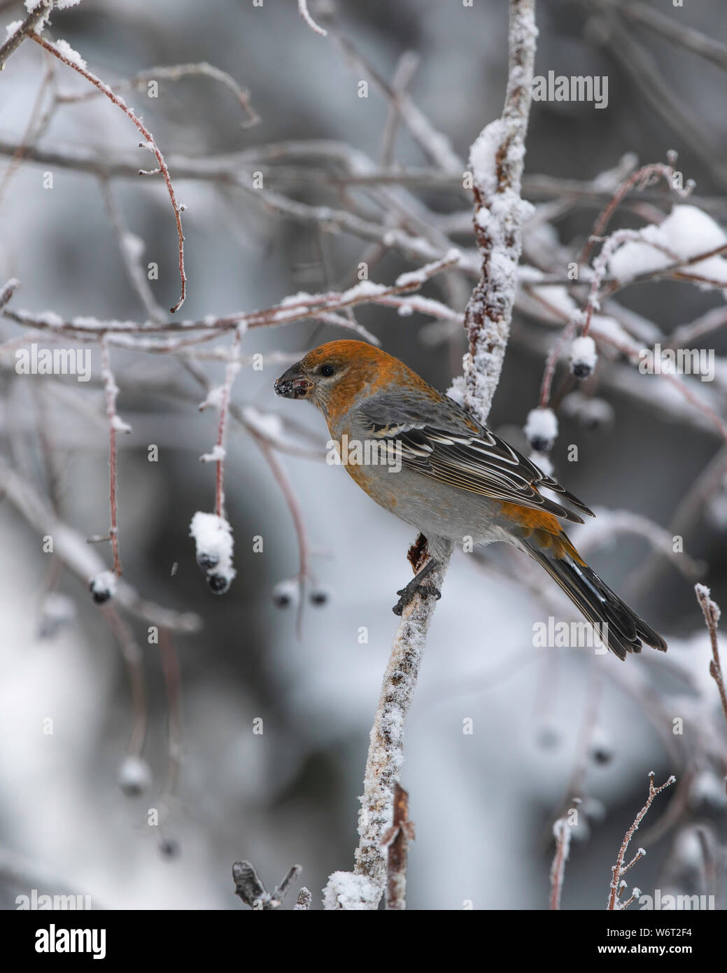 Durbec femelle Banque D'Images