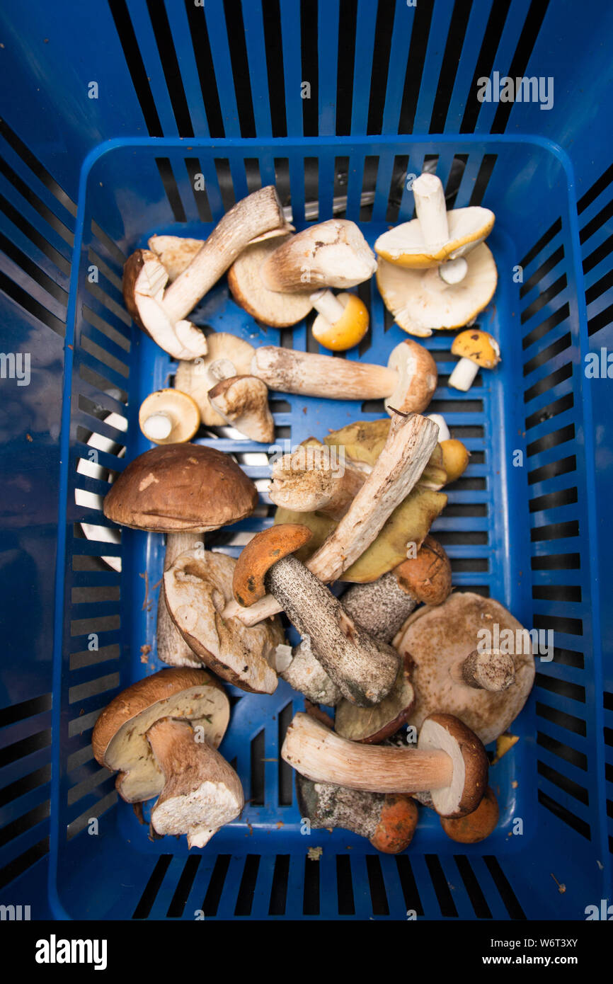 Divers champignons dans le panier recueillis dans la forêt, selective focus. Banque D'Images