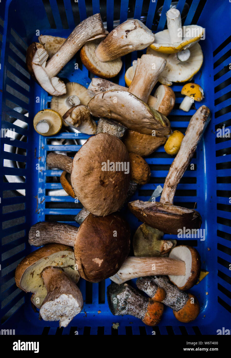 Divers champignons dans le panier recueillis dans la forêt, selective focus. Banque D'Images
