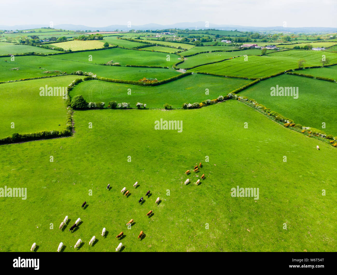 Vue aérienne de pâturages luxuriants sans fin et des terres agricoles de l'Irlande. Belle campagne irlandaise avec le vert émeraude des champs et prairies. Paysage rural. Banque D'Images