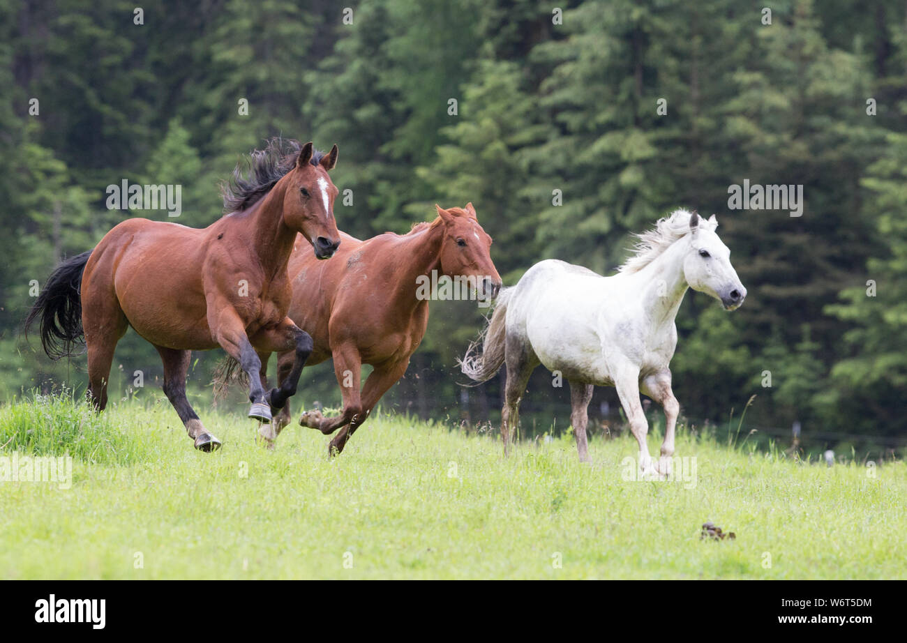 Cheval Roundup dans le Montana Banque D'Images