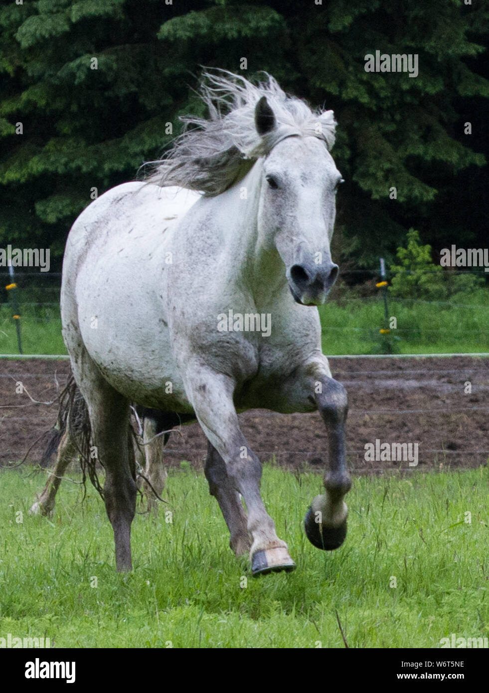 Cheval Roundup dans le Montana Banque D'Images