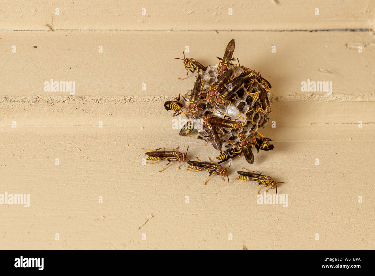 Nid de guêpes sur papier accroché sur le porche du plafond de chambre Photo  Stock - Alamy