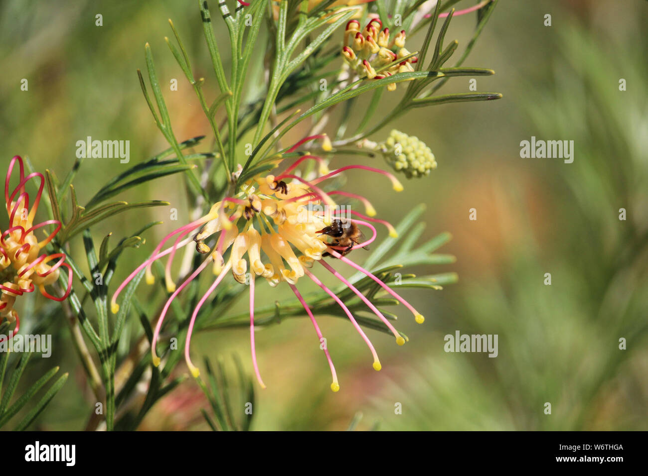 'Abeille à miel (Apis mellifera) en sirotant du nectar de Grevillea Winpara 'Gold', Australie du Sud Banque D'Images