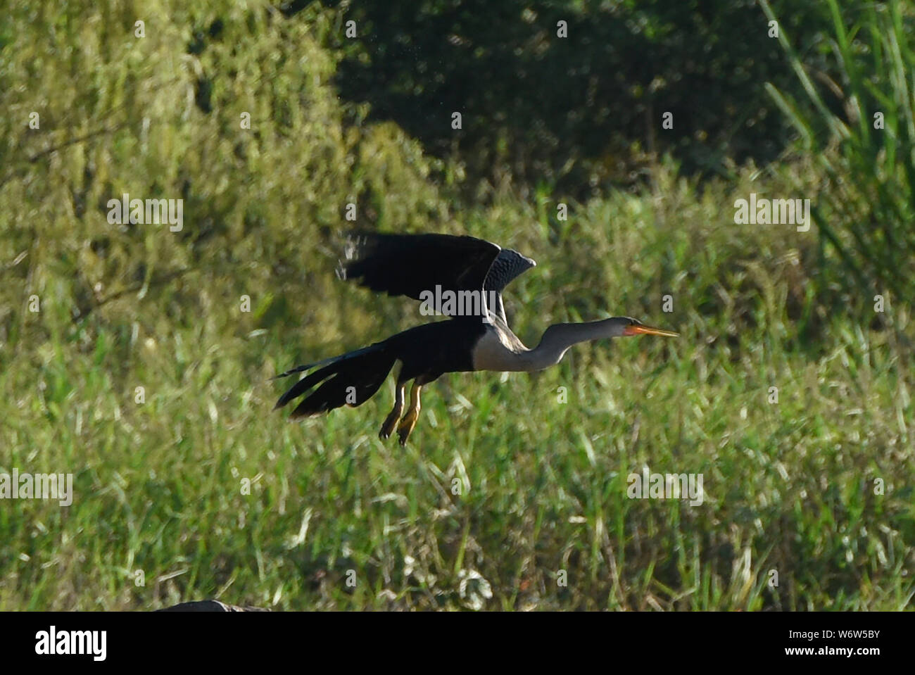 Snakebird en vol sur la rivière Tambopata, Amazonie péruvienne Banque D'Images