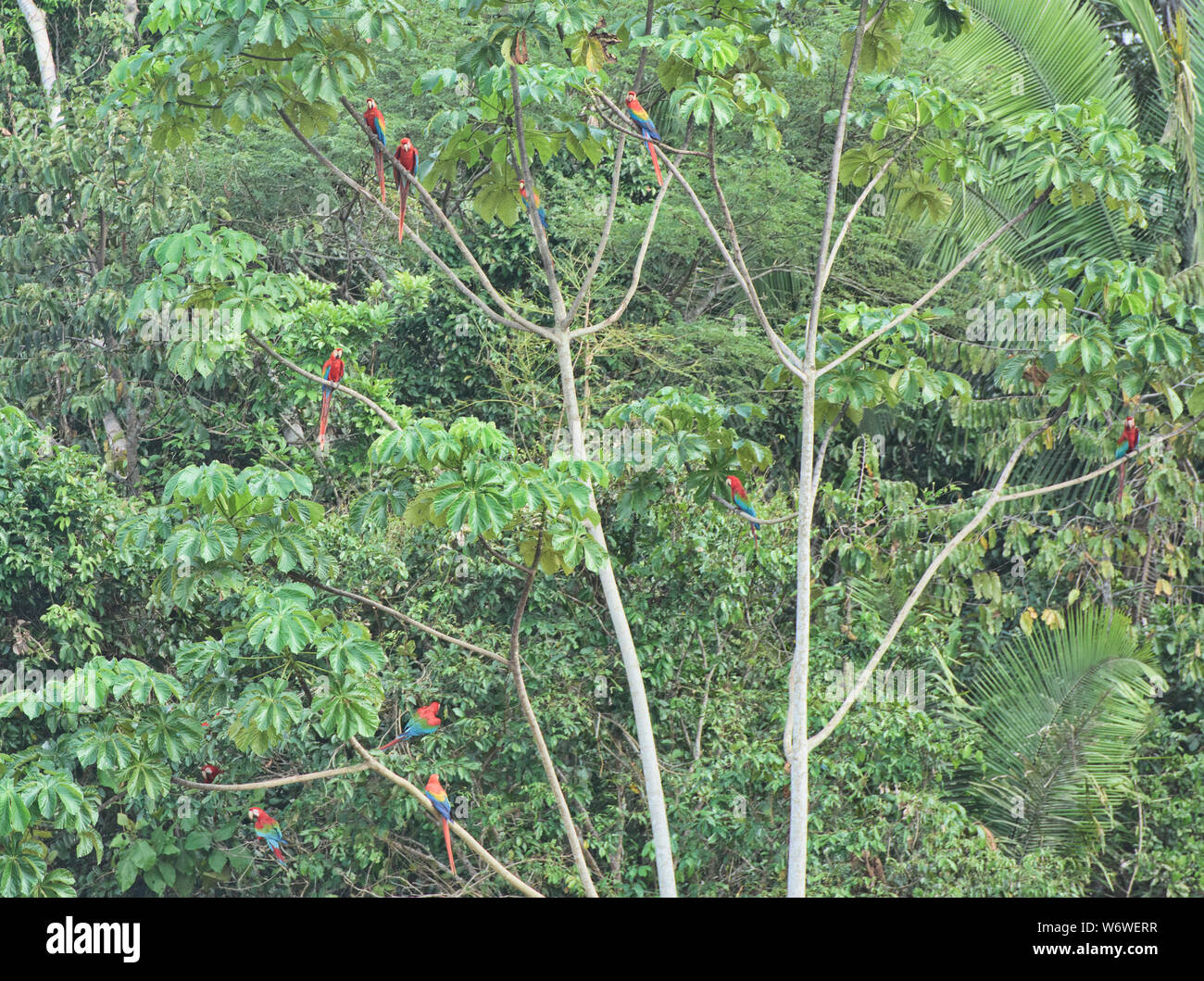 L'aras rouges dans la Réserve de Tambopata, Amazonie péruvienne Banque D'Images