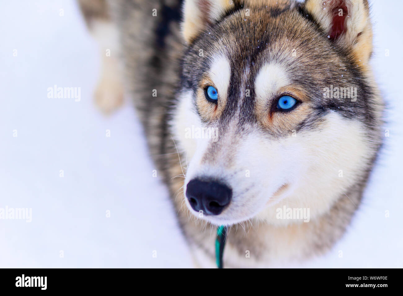 Chien Husky aux yeux bleus attentivement à tout droit à la photographe. Banque D'Images