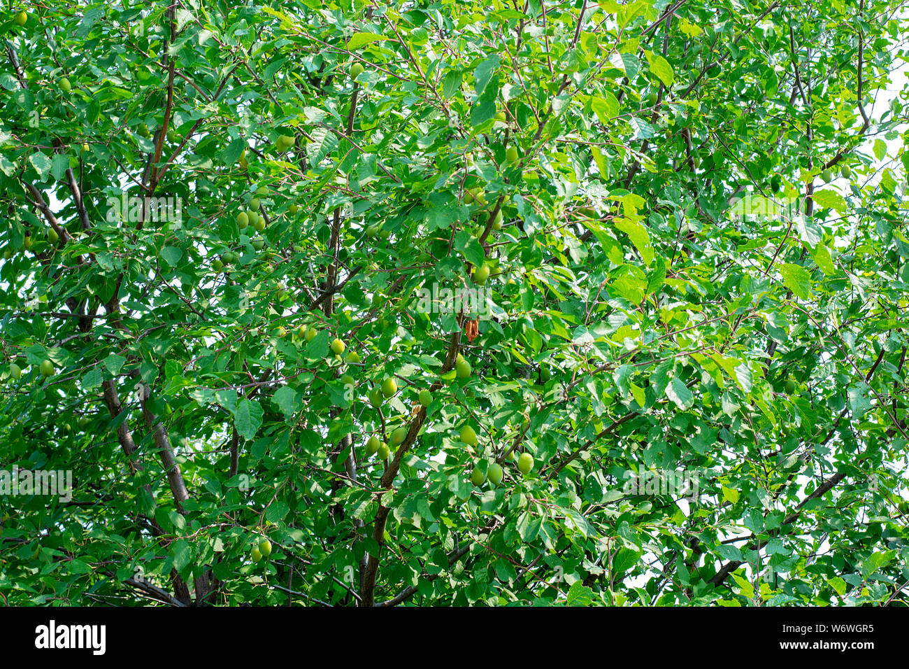 Les abricots mûrs sur une branche d'arbre dans le jardin sur l'arrière-plan de feuilles. Arrière-plan de la nature. Selective focus Banque D'Images