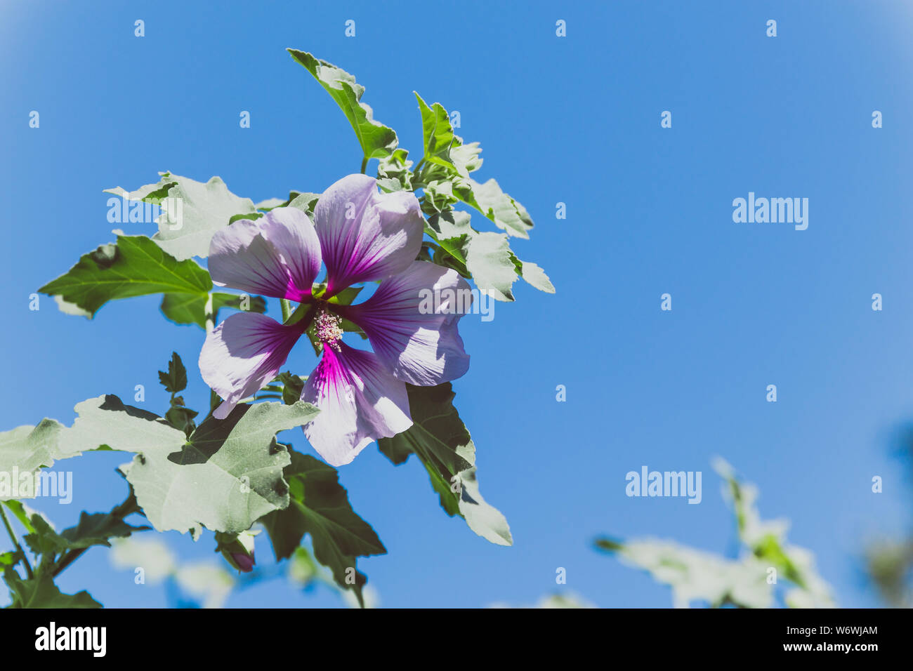 Althea Hibiscus syriacus rose de Sharon (appelé aussi aphhrodite fleur hibiscus) avec les couleurs violet et blanc avec la lumière naturelle, tourné à faible dep Banque D'Images