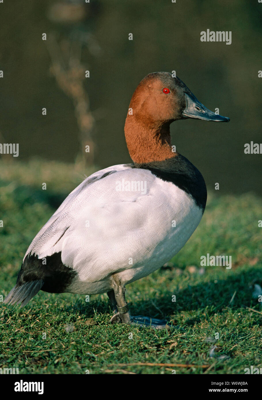 Canard fuligule (Aythya valisineria). Homme ou drake. Profil, vue latérale, d'une espèce de canard plongeur debout sur la terre. Rectrices rigides à court, les jambes placées à l'arrière du corps d'une espèce de canard plongeur.​ Banque D'Images