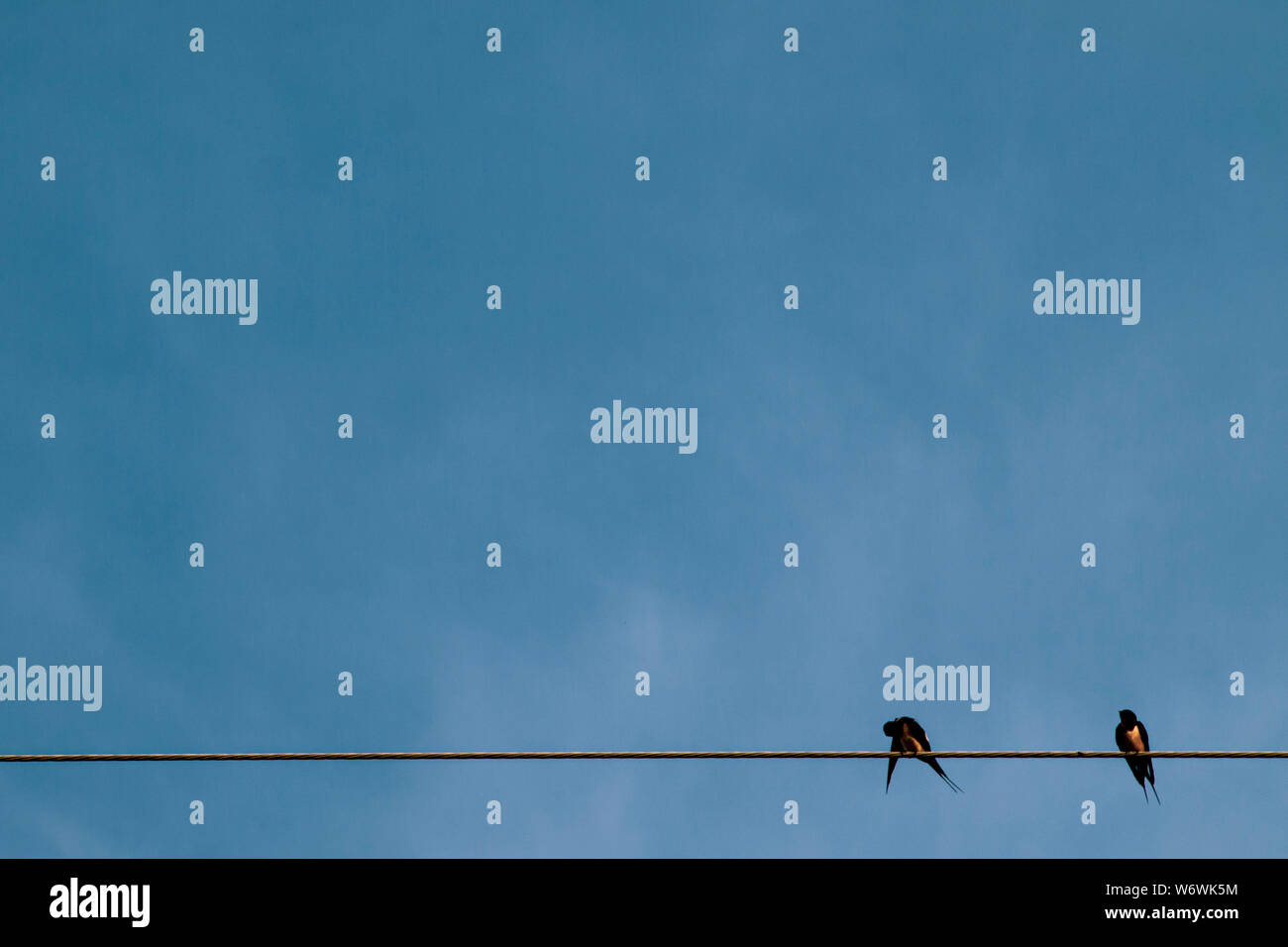 Silhouette une paire ou un couple d'oiseaux sur les lignes de transport d'électricité. Ciel dégagé lever ou le coucher du soleil en arrière-plan d'éclairage Banque D'Images