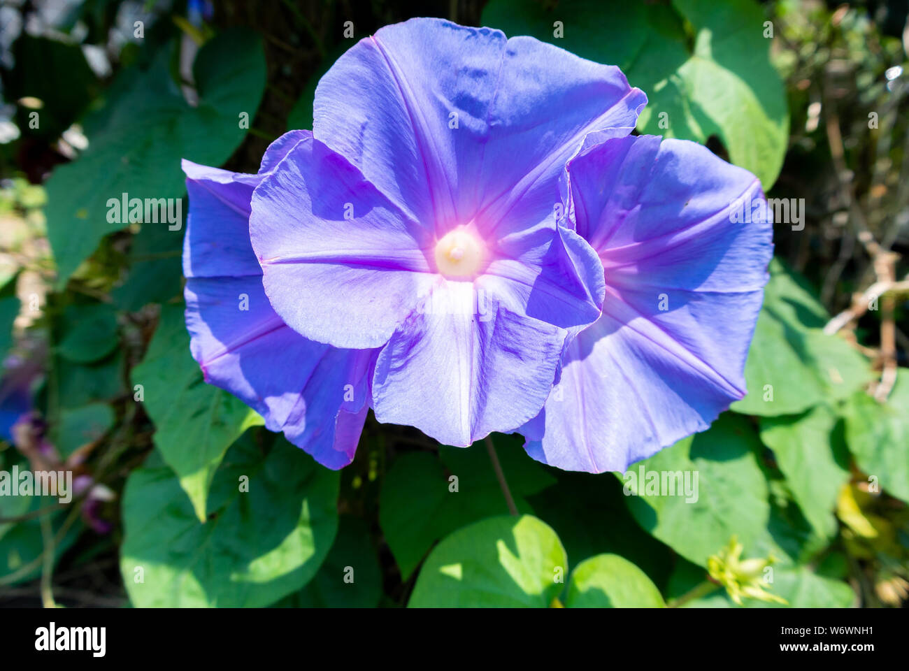 Purple fleurs japonais Morning Glory Banque D'Images