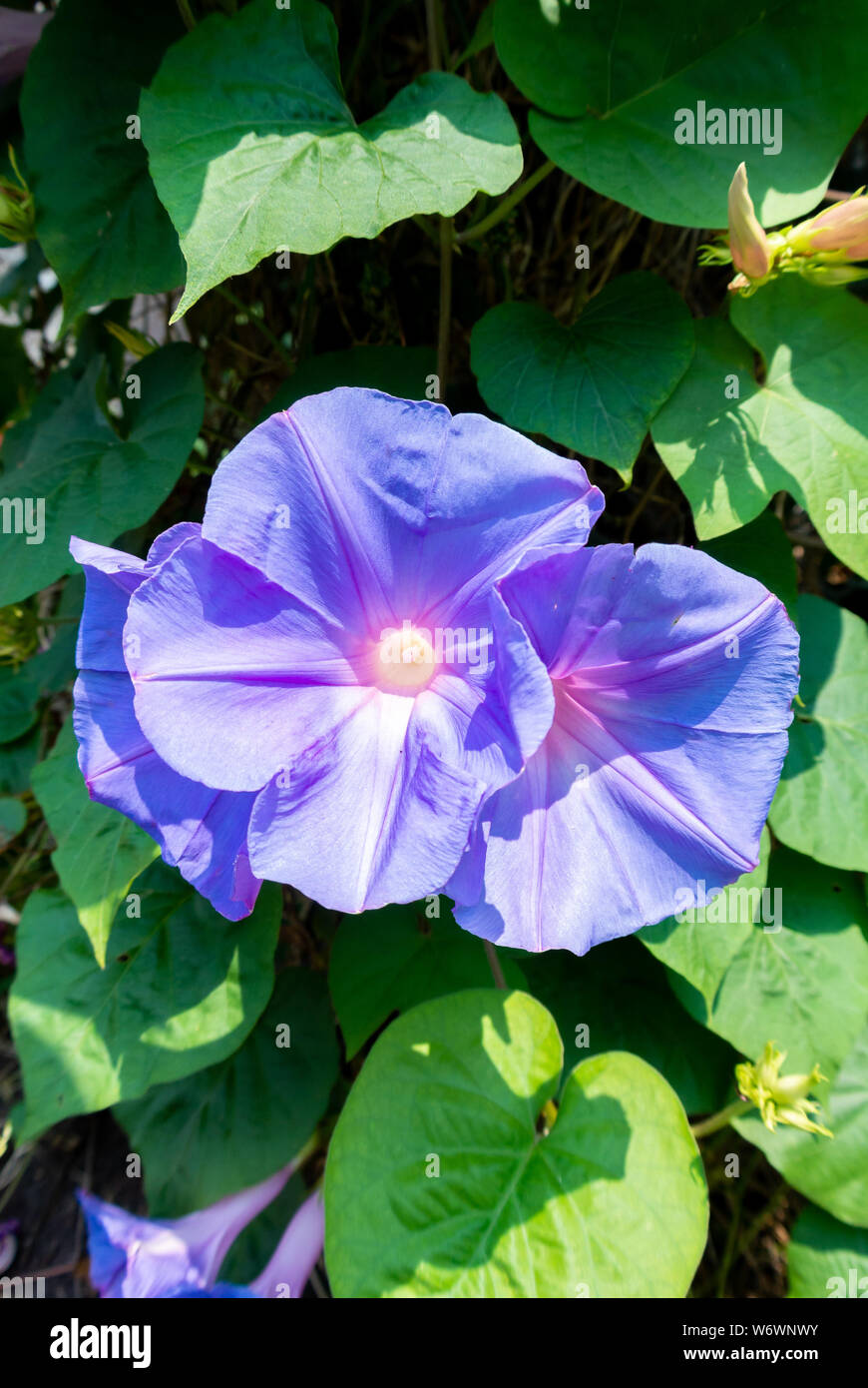 Purple fleurs japonais Morning Glory Banque D'Images