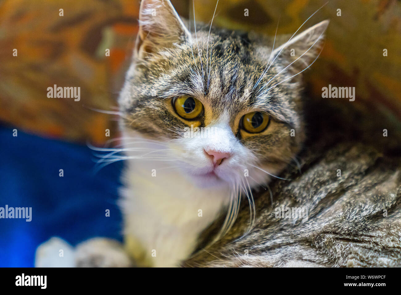 Joli visage de chat mignon avec des yeux verts Banque D'Images