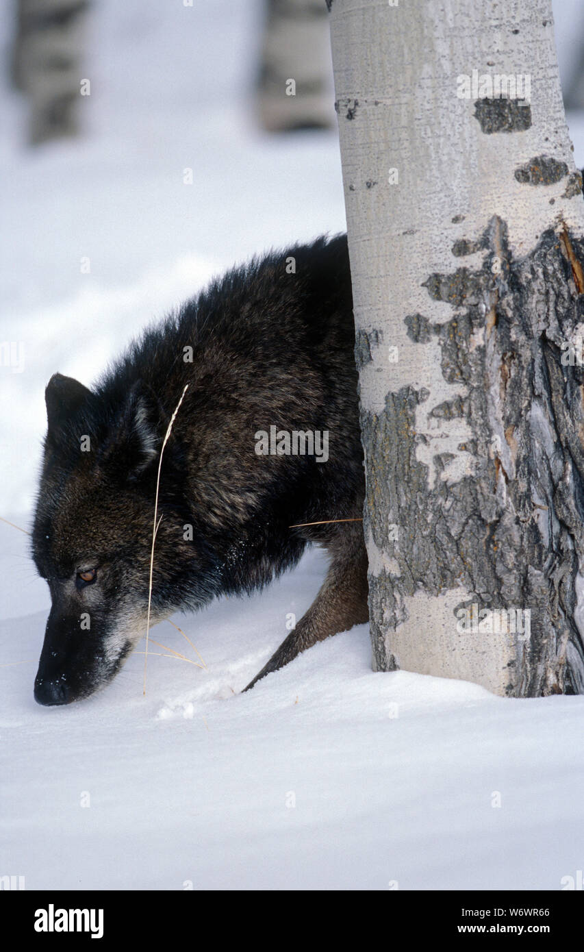 Wolf (Canis lupus) Banque D'Images