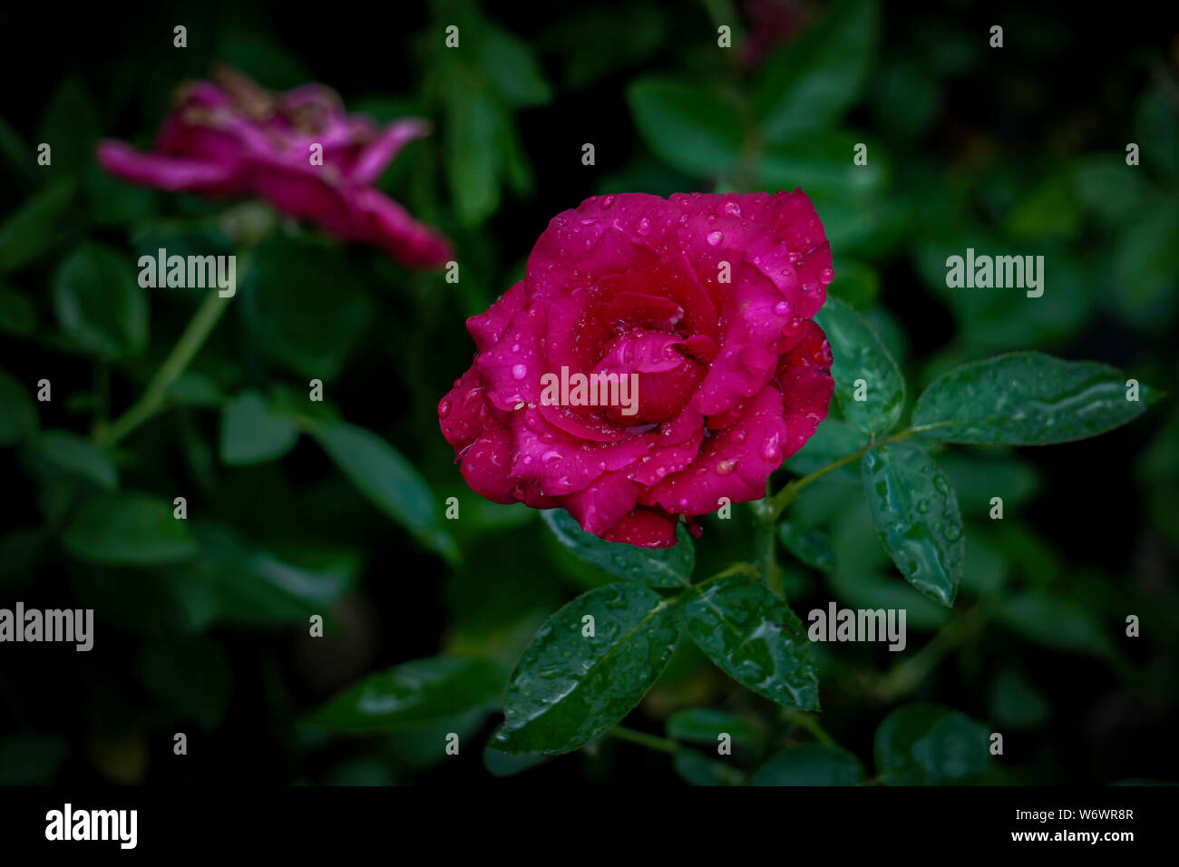 Jardin de fleurs de rose naturelle photos Nous avons à propos de photos en HD format des images haute résolution Banque D'Images
