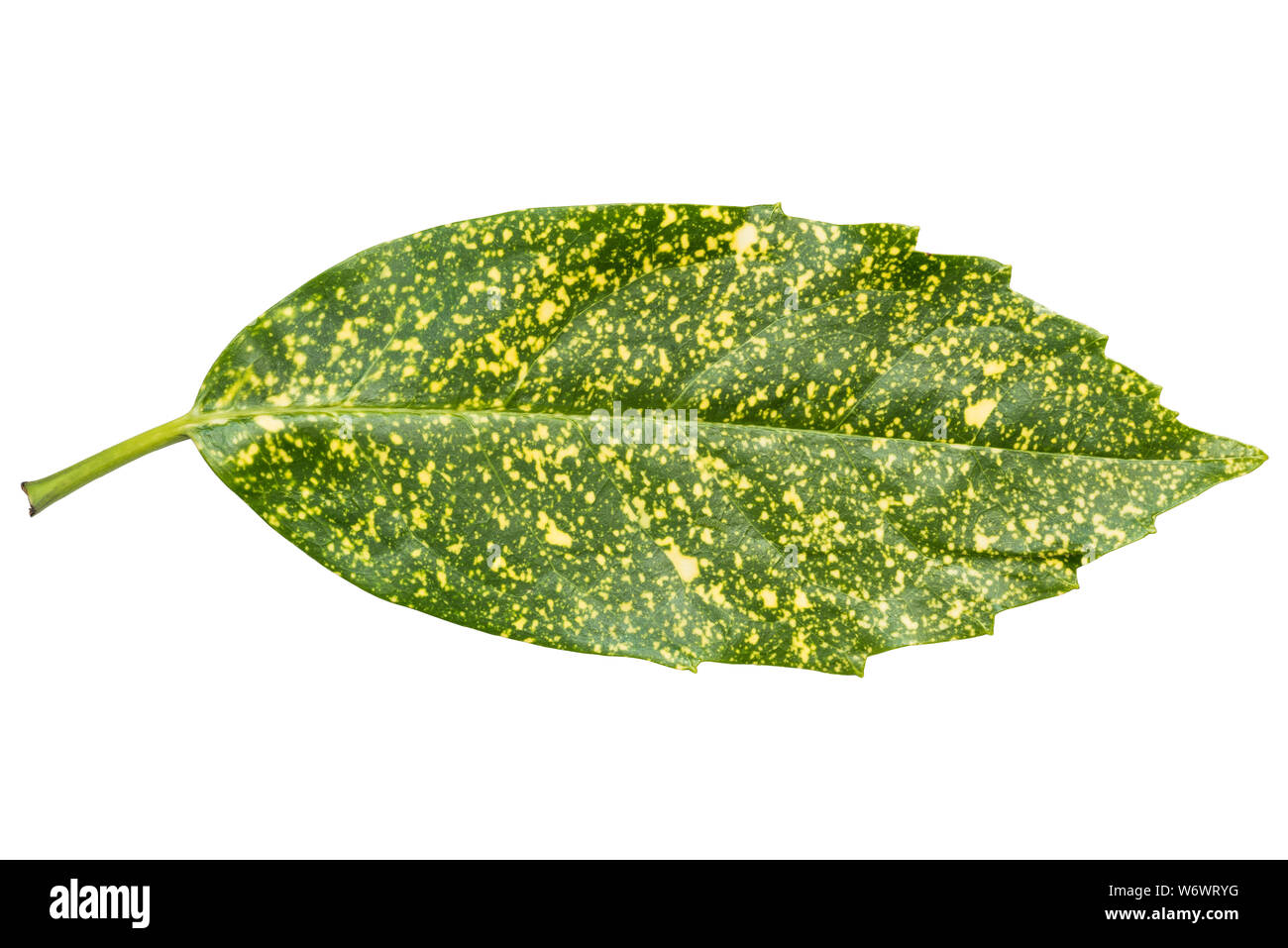 Aucuba japonica leaf en forme panachée isolé sur fond blanc. La face supérieure et Vue de dessus. La plante est communément appelé repéré laurel Banque D'Images