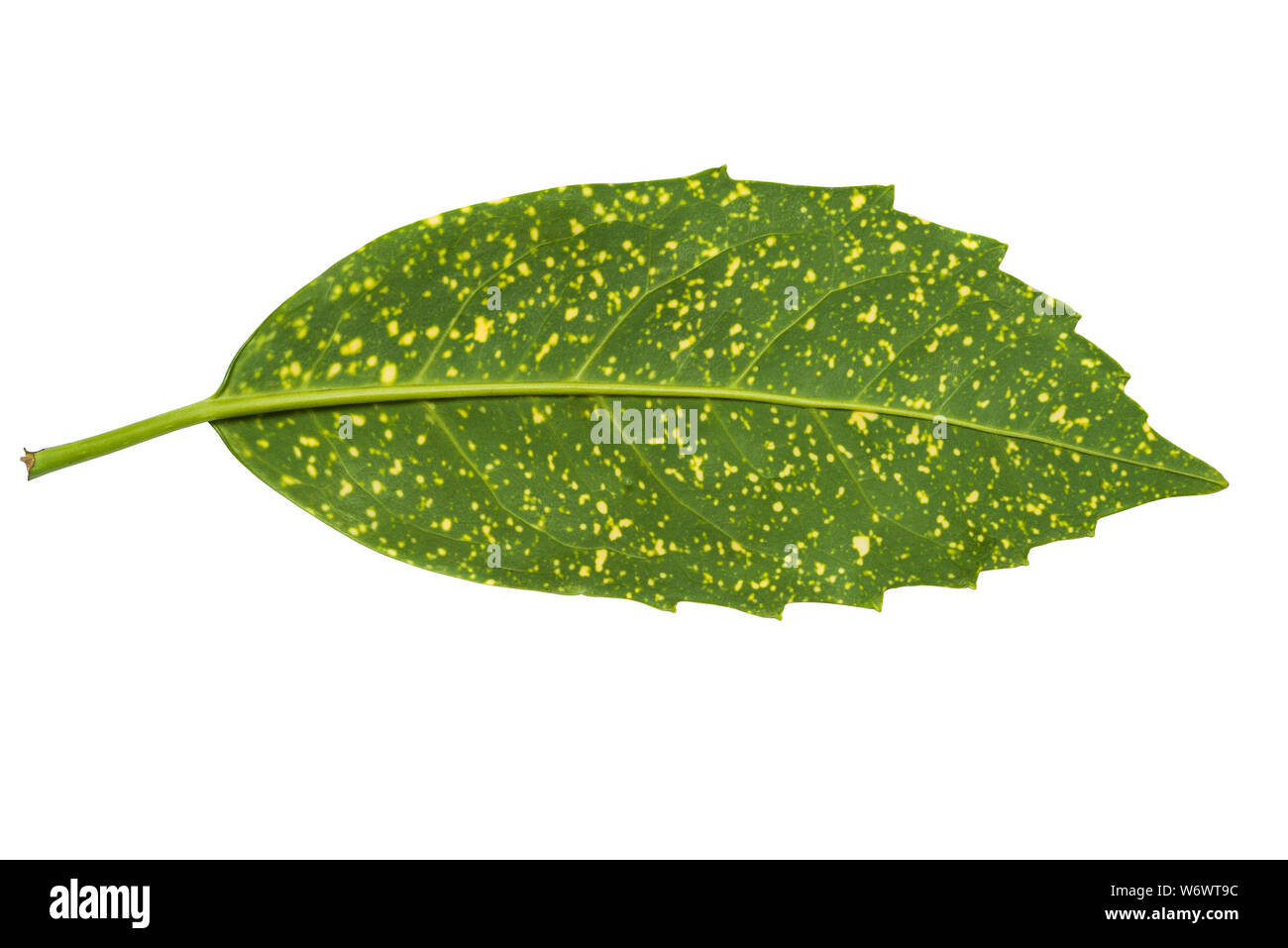 Aucuba japonica leaf en forme panachée isolé sur fond blanc. Côté arrière et Vue de dessus. La plante est communément appelé repéré laurel Banque D'Images