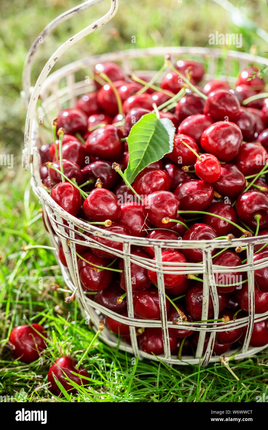 Les cerises douces et savoureuses dans le panier blanc Banque D'Images