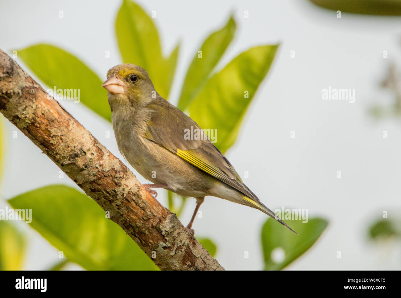 Verdier, perché sur une branche dans un jardin, Bedfordshire, le ciel bleu et le soleil à l'été 2019 Banque D'Images