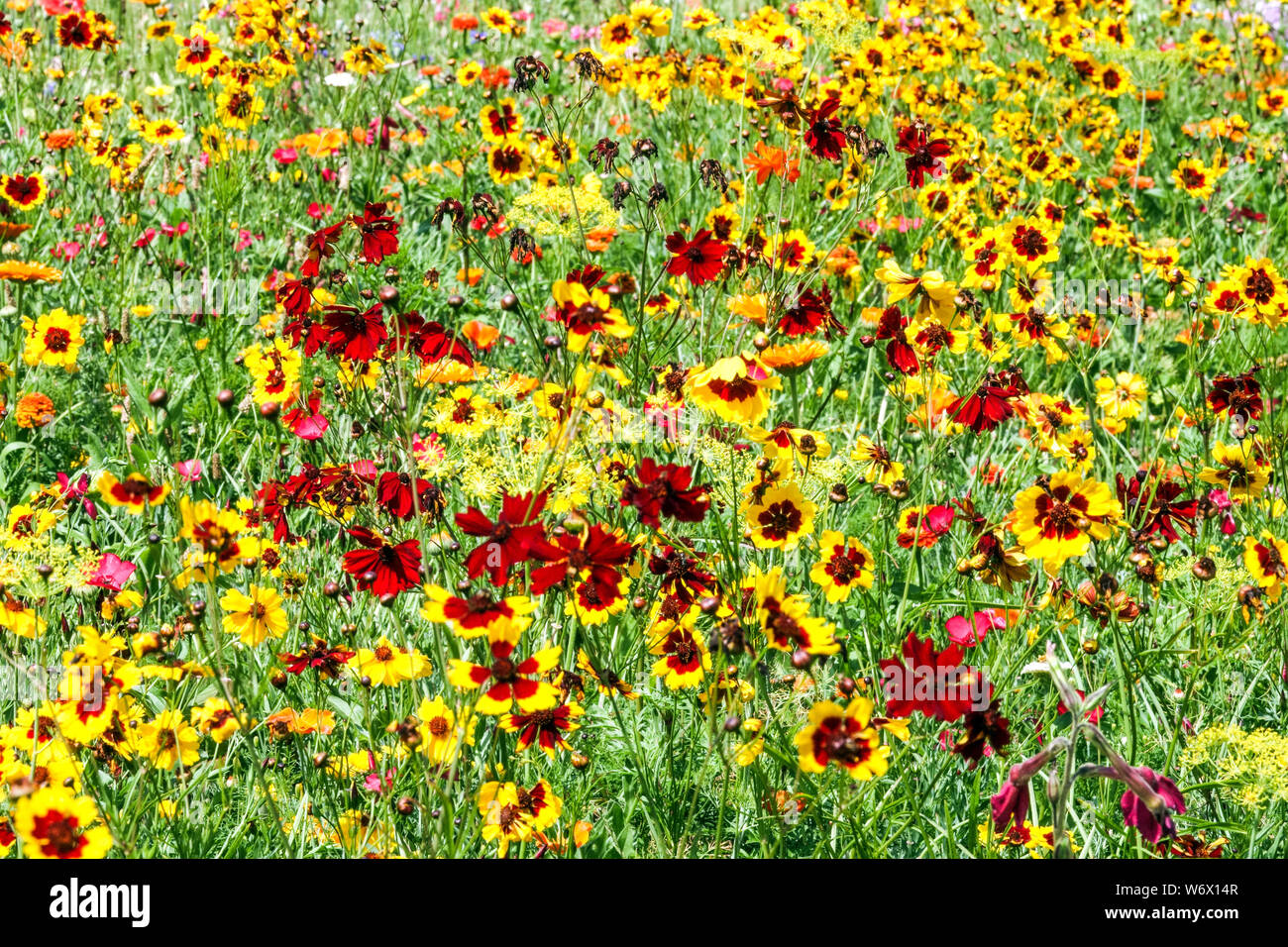 Les plantes annuelles de semis direct en rouge-jaune d'appoint et de prairies, convient pour les séquences de mélanges de fleurs colorées, Plains Coreopsis Banque D'Images