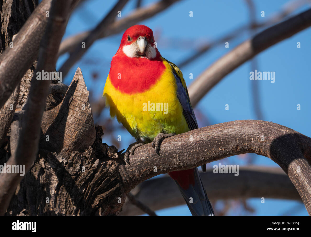Rosella Platycercus eximius, de l'Est, perchée dans un arbre près de Dubbo, centre-ouest de la Nouvelle-Galles du Sud, Australie. Banque D'Images